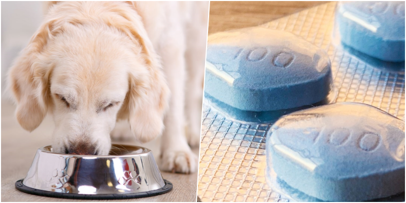 Viagra mund të përdoret së shpejti tek qentë, kuron sëmundjen e rrallë të të ngrënit