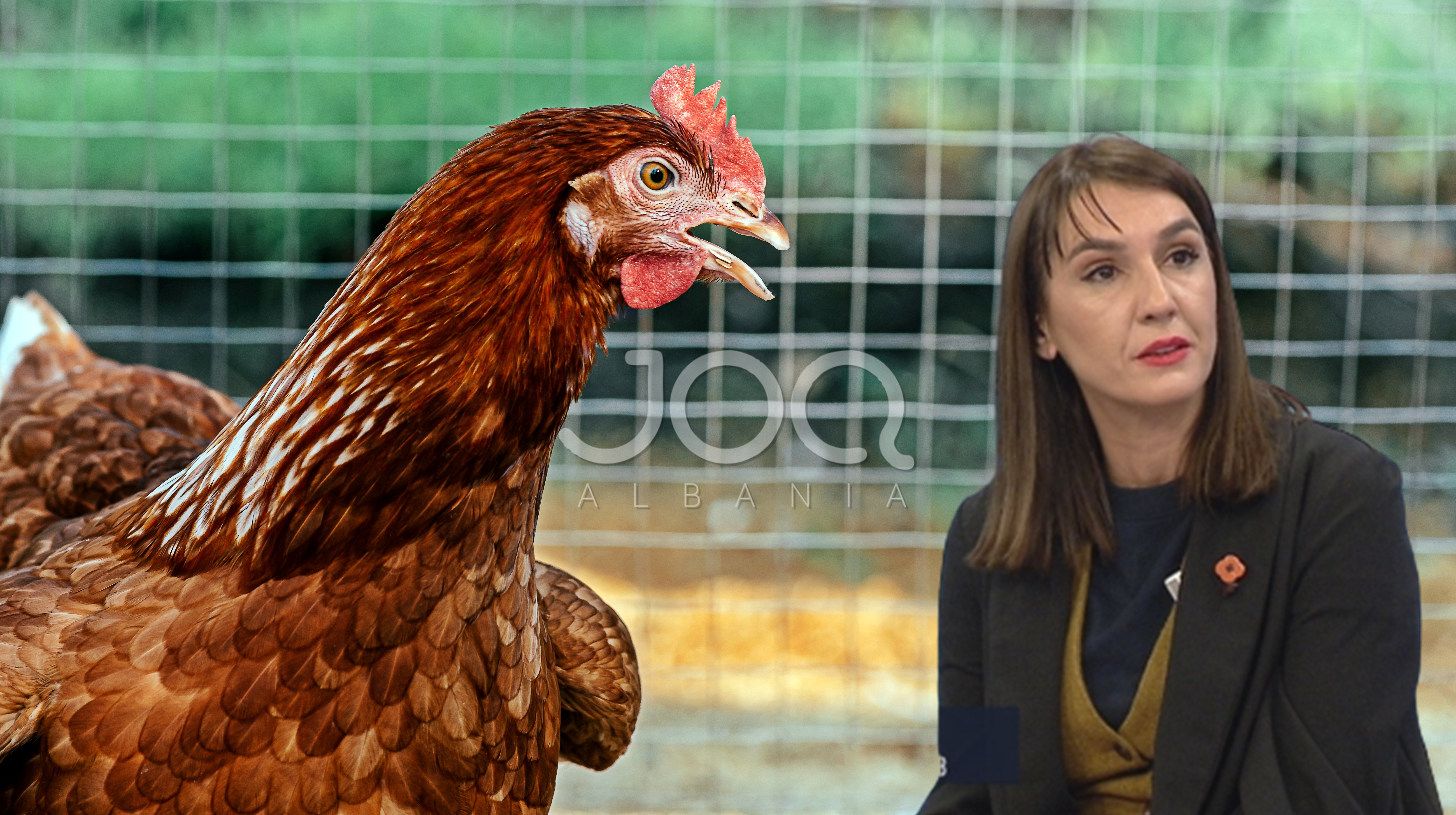 Skandali/ Shërbimi Veterinar i Tana Kikës abuzon dhe me tenderin për groposjen e pulave të ngordhura  