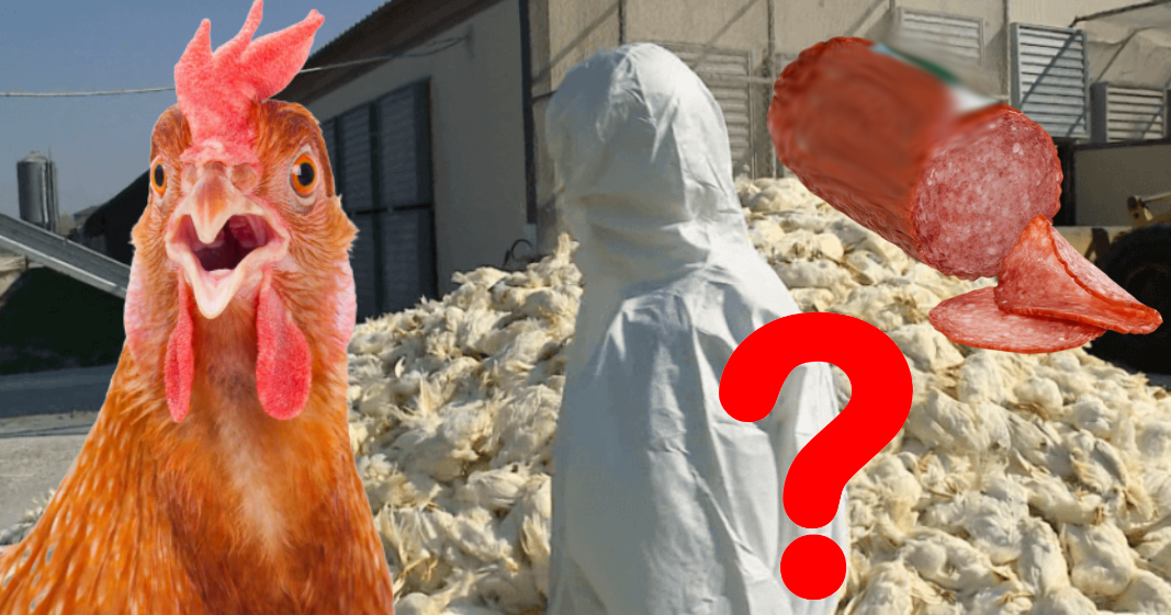 ‘Zgjohu’ SPAK! Mijëra pula të ngordhura dyshohet se nuk janë groposur/ A janë çuar për sallam në treg?!