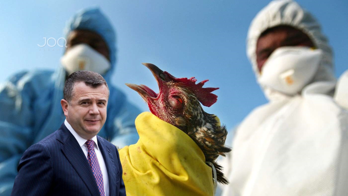 Gripi i shpendëve në Shqipëri/ Taulant Balla: Hani pula se nuk ju bën gjë