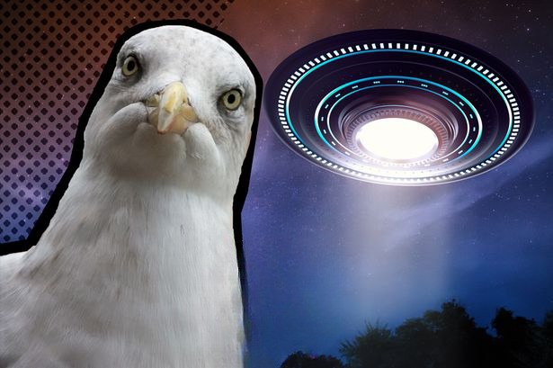 Eksperti i UFO-ve: Pulëbardhat janë dërguar në Tokë nga alienët për të mbledhur informacion për njerëzimin