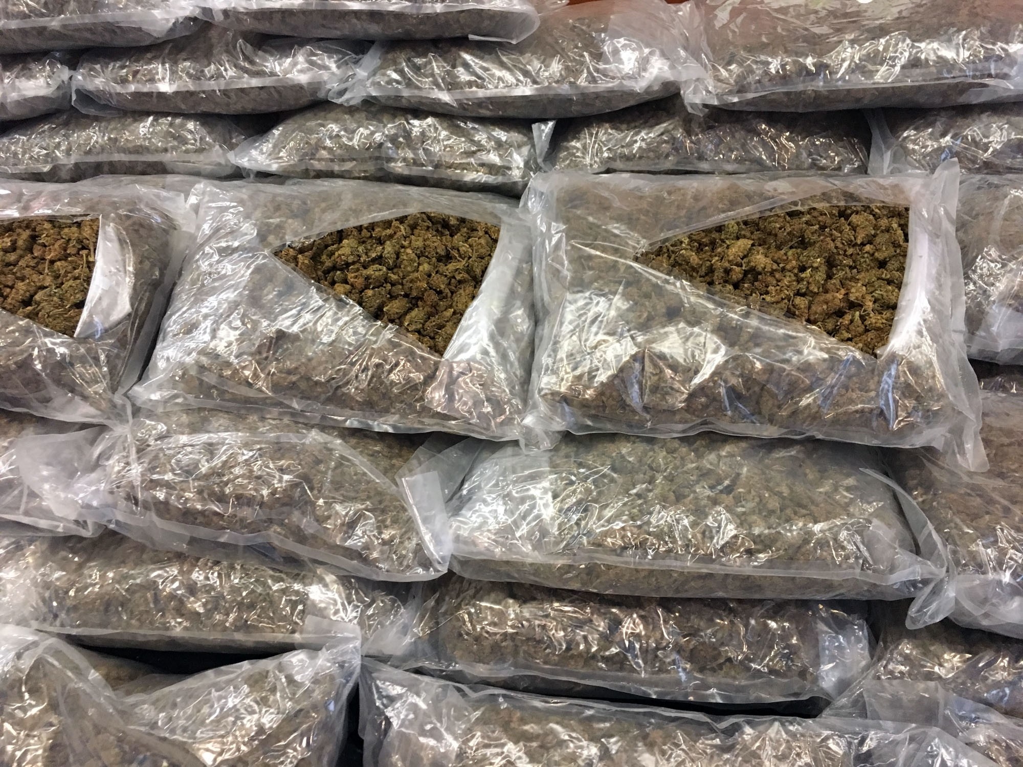 Në Shqipëri hyn droga “Bonzai”, ekspertët japin alarmin