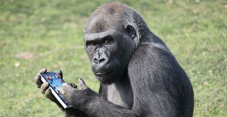 Gorilla i varur nga celulari shqetëson zyrtarët e kopshtit zoologjik: E kalon kohën duke parë telefonat e vizitorëve