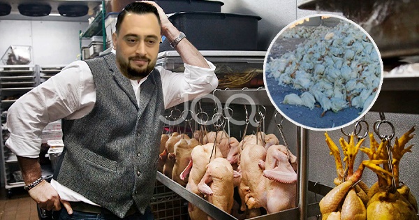 Bashkia Shijak bën tenderin e asgjësimit të pulave me grip, fitues shpallet një restorant  