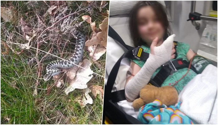 “Përkëdheli” një gjarpër helmues, 8-vjeçarja përfundon në spital