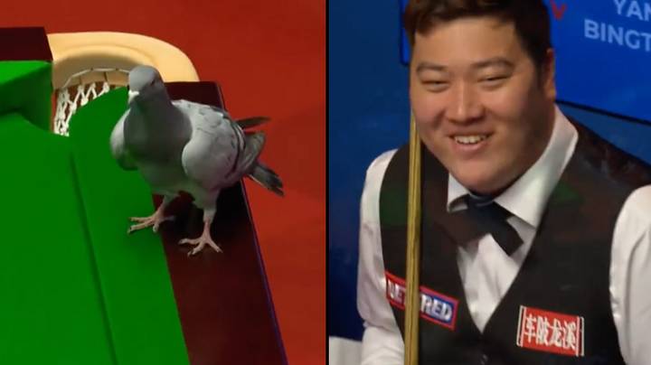 Pëllumbi ndërpret kampionatin botëror të “snooker-it” duke u ulur në bilardo në mes të ndeshjes