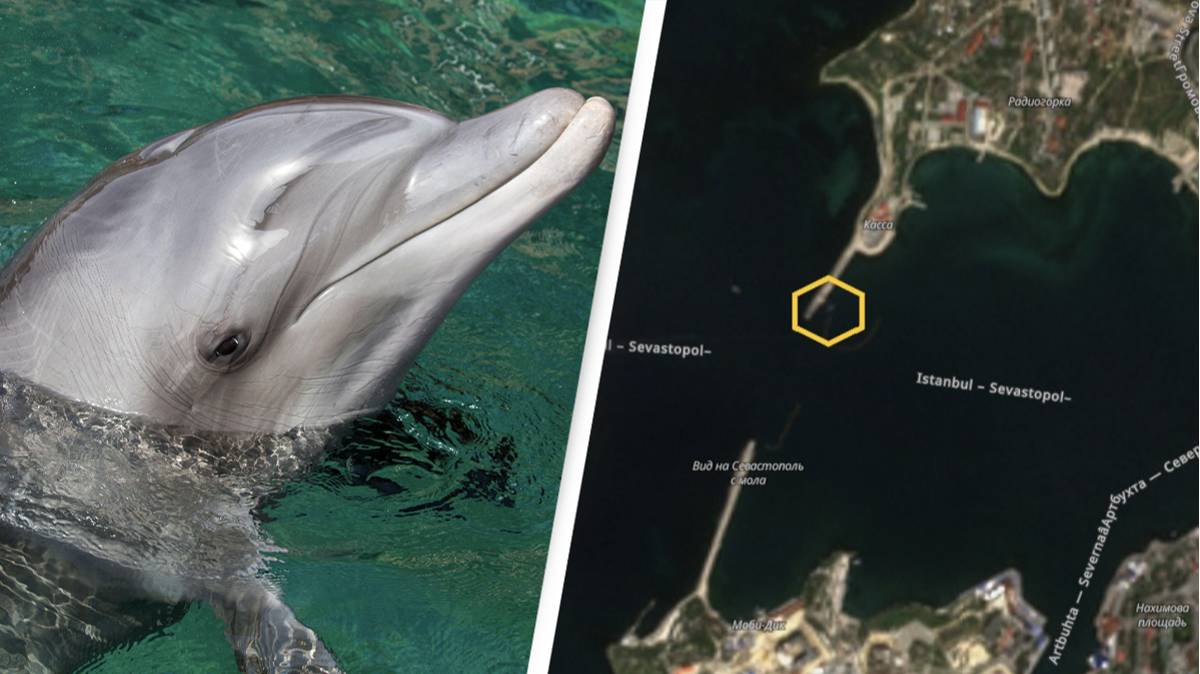 Mbrojtje nga të gjitha anët/ Rusia po përdor delfinë të trajnuar për të mbrojtur bazën detare nga ukrainasit