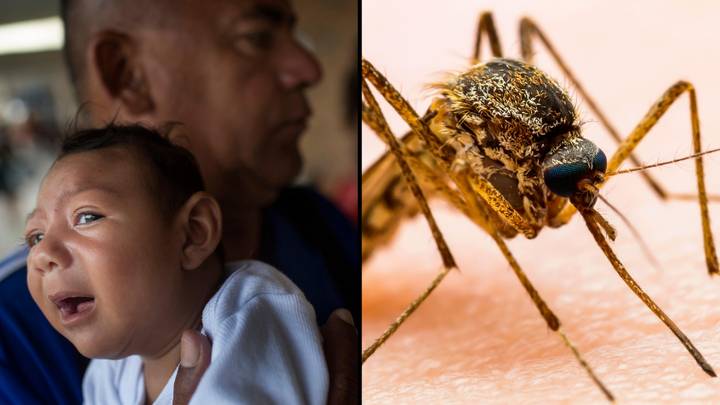 Shkencëtarët paralajmërojnë se një mutacion i ri “Zika” mund të shkaktojë pandeminë e ardhshme
