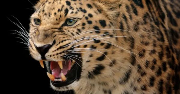 Çmendet leopardi, vret 3 fëmijë brenda 48 orëve