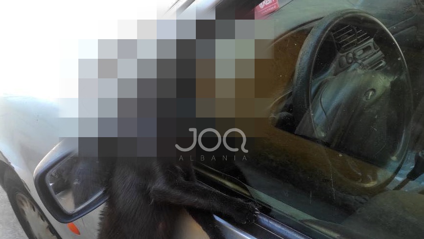 Çnjerëzore! Qytetarët mbysin macen e zezë në xhamin e dritares së makinës