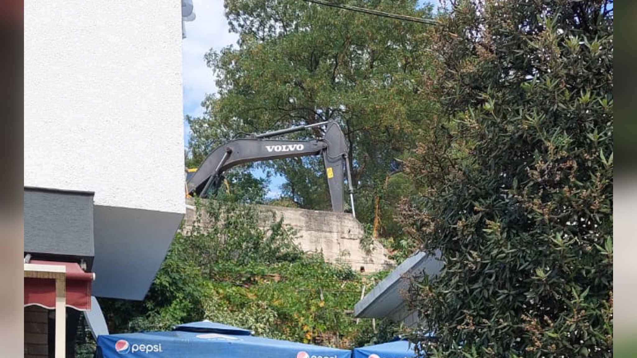 Librazhd/ Qytetari denoncon prerjen e pemëve disa-vjeçare: Dukeshin sikur qanin, do bëjnë pallat