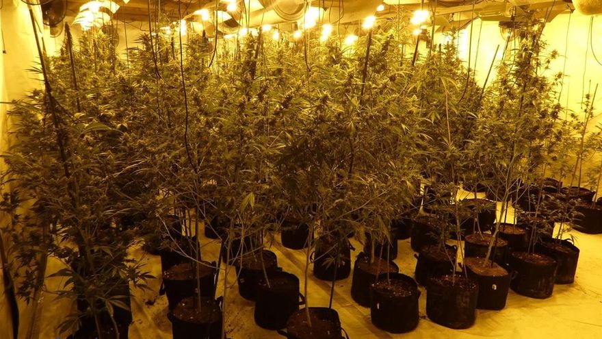 Shkatërrohet grupi shqiptar i kanabisit në Spanjë, 14 të arrestuar dhe mijëra euro të sekuestruara