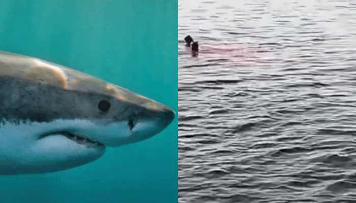 Pamje të rënda, peshkaqeni sulmon për vdekje turisten në Egjipt