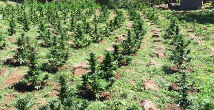 Kishin mbushur fshatin me drogë, arrestohen babë e bir në Tropojë