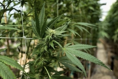 Marangozi shqiptar me diplomë universiteti shkon në Angli për të bërë më shumë lekë dhe kapet në shtëpi bari