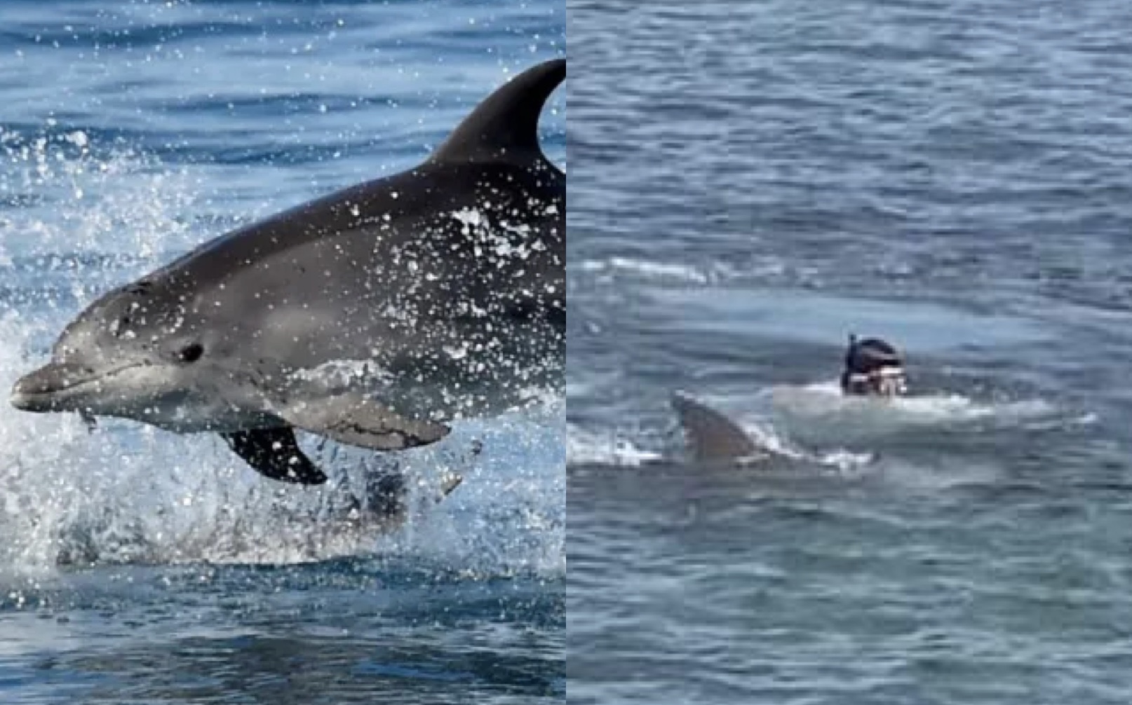 Delfinët bëhen “armiqësorë” dhe sulmojnë notarët, njërit i kafshojnë krahun