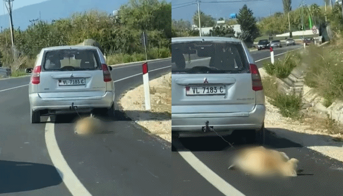 Shoferi në Vlorë lidh qenin pas makine, e tërheq zvarrë nëpër rrugë