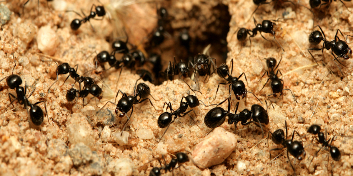 Në Tokë janë 20 kuadrilion milingona, 2.5 milionë për çdo njeri