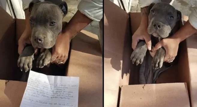 “Babai donte ta shiste”, 12-vjeçari braktis qenin në kuti dhe shkruan një letër: Shpresoj ta ndihmoni