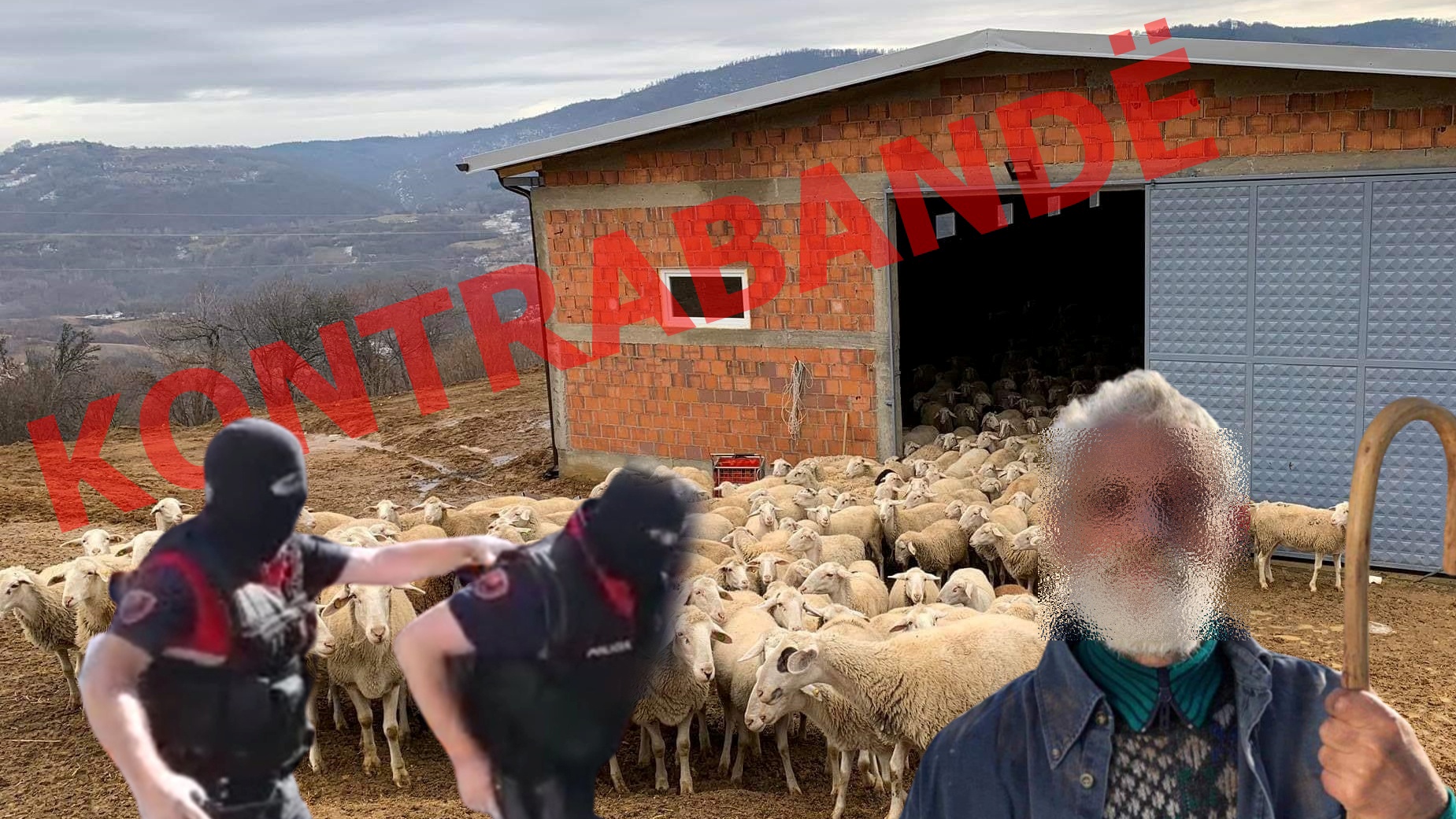 “Superaksion” i policisë/ Bastiset stalla e bariut në Devoll, ka marrë dele kontrabandë