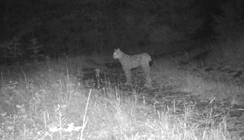 Rrëqebulli i Ballkanit fotografohet për herë të parë në Pogradec