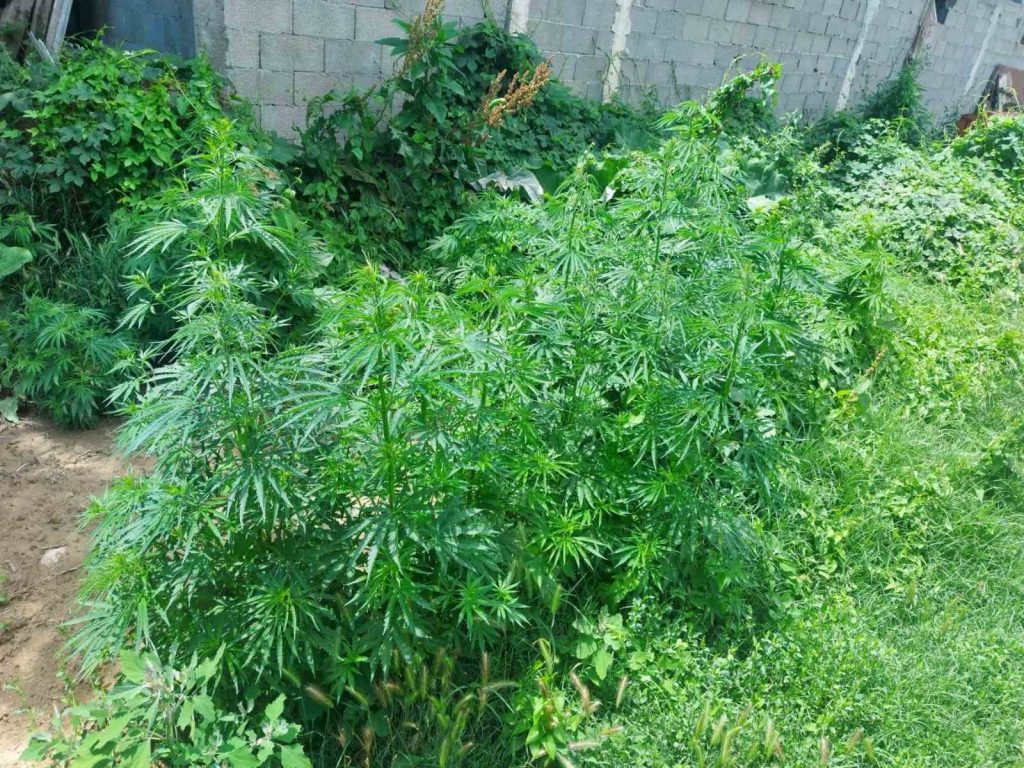 Policia zbulon plantacion me mariuhanë në Kumanovë