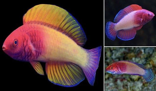Zbulohet në thellësi të oqeanit peshku ylber, lind femër dhe bëhet mashkull
