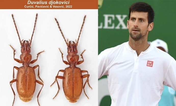 Një brumbull zbulohet në Serbi, ka emrin e tenistit Novak Djokovic