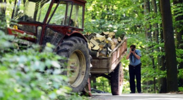 Vjedhje të drunjve në Radovish,rritet numri i raportimeve