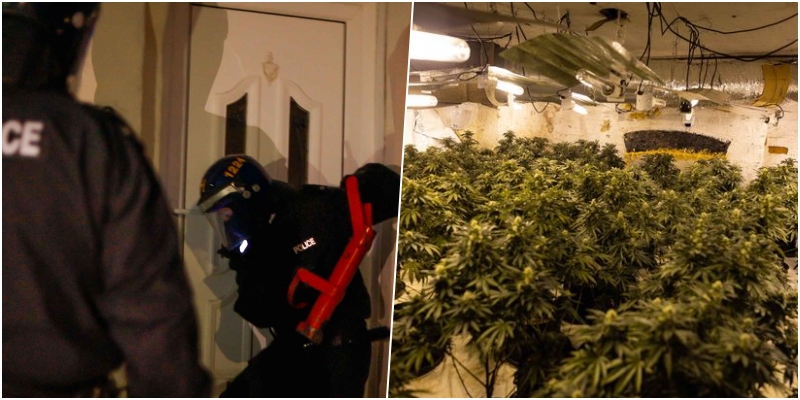 Policët hapin derën me forcë, shqiptarit në Angli i zbulohet shtëpia me 400 rrënjë kanabisi