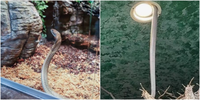 Arratiset kobra e rrezikshme helmuese, mbyllet kopshti zoologjik