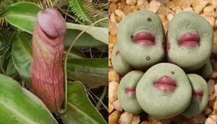 Pas “Nepenthes holdenii kamboxhia” që ngjan si penis, një tjetër bimë po bën namin: Ka formën e buzëve të njeriut
