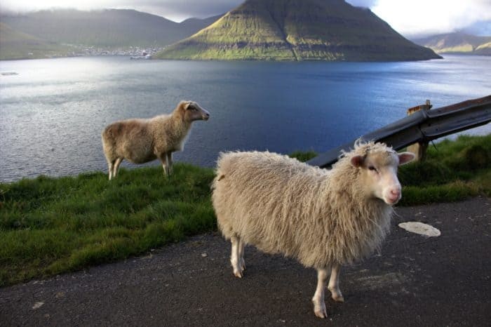Jetojnë më shumë dele sesa njerëz, zbuloni ishujt Faroe ku mjet i transportit publik është helikopteri