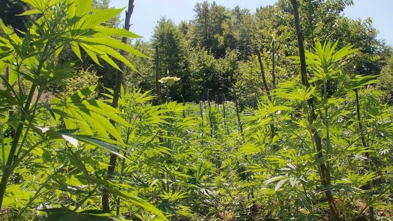 Shisnin kokainë në mes të pyllit, arrestohen dy shqiptarët në Francë