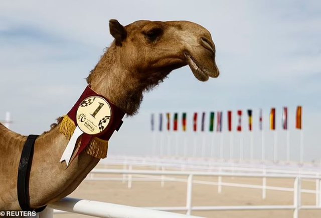 Jo vetëm futboll, Katari zhvillon edhe botërorin e bukurisë së devesë