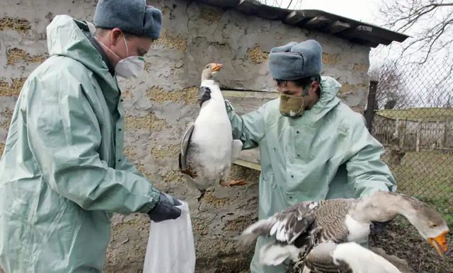 Gripi i shpendëve alarmon Evropën, Holanda do të asgjësojë 29 mijë pula
