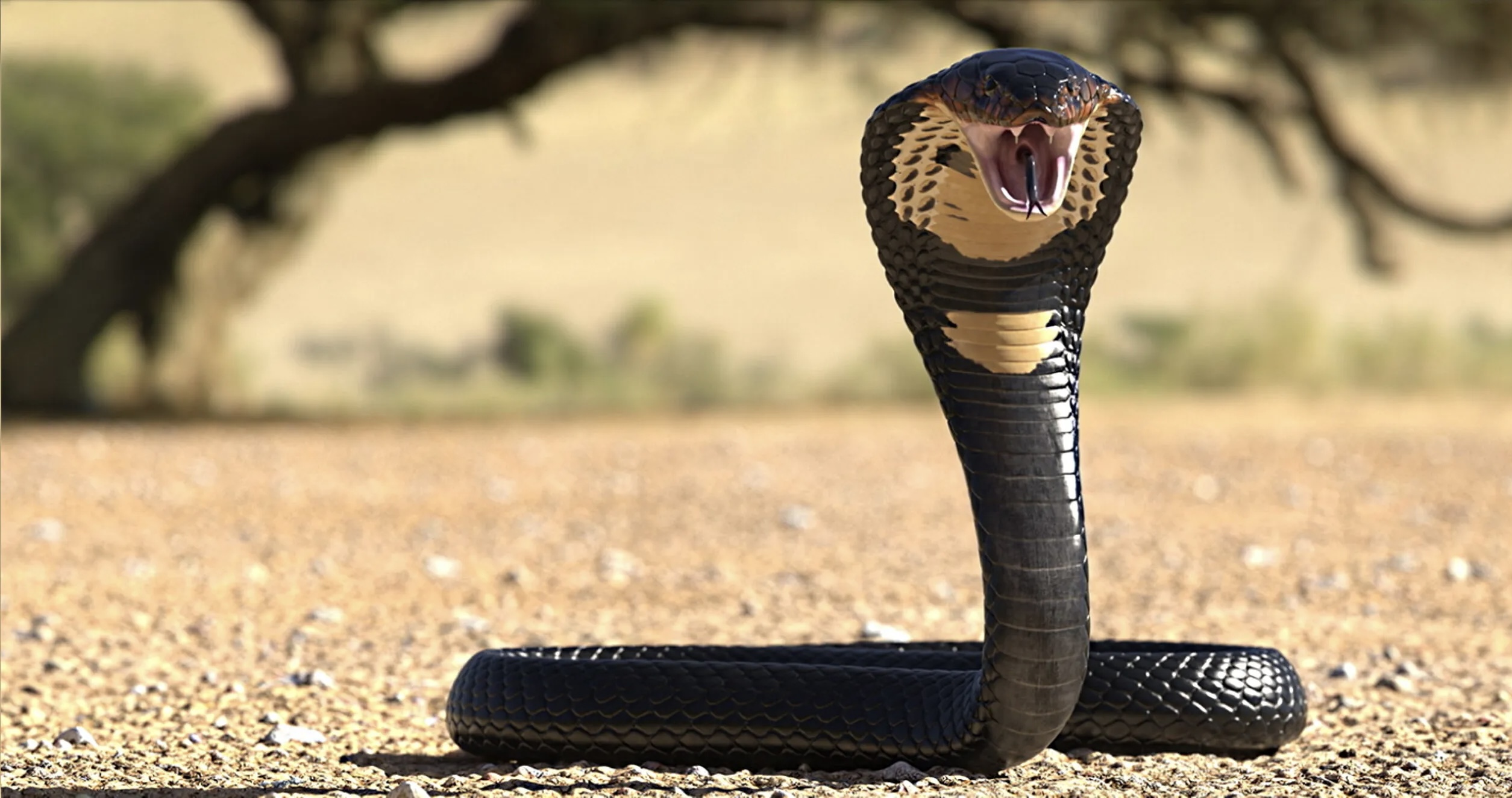 Kobra e kafshoi në krah, 8-vjeçari i ngul dhëmbët dhe e vret