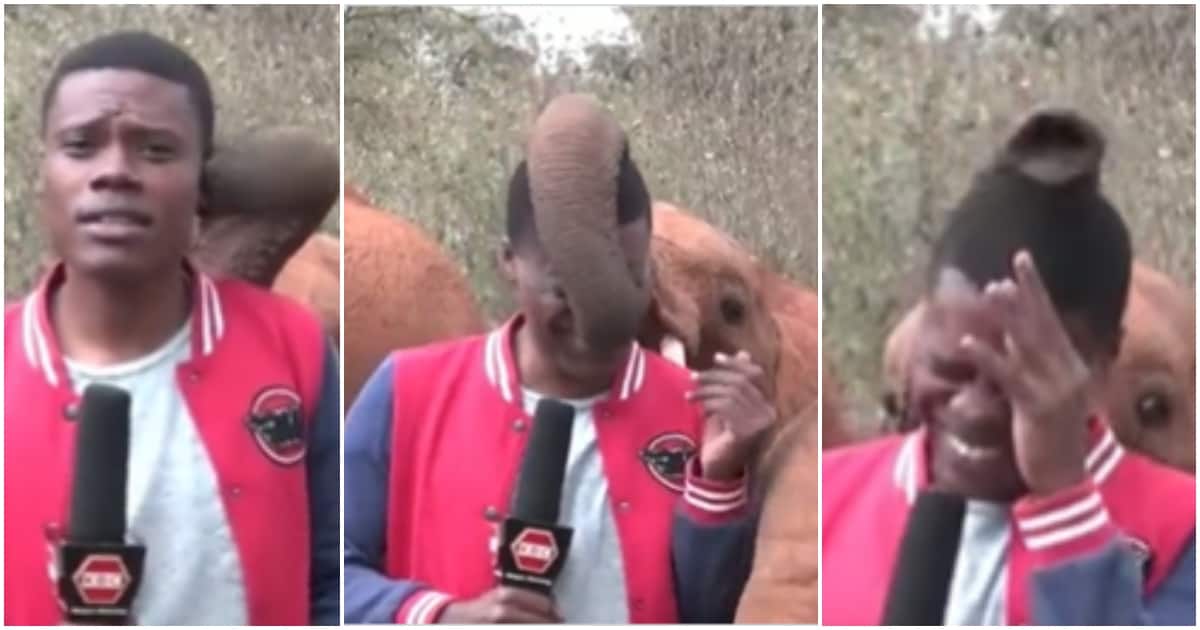 Elefanti i ndërpret raportimin gazetarit, e “ngacmon” me feçkë