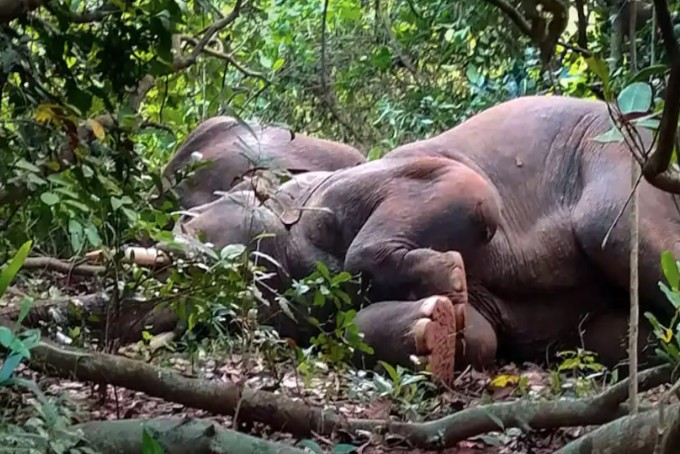 Elefantët bëhen ‘tapë’ me pije alkoolike, flenë me orë tëra në pyll