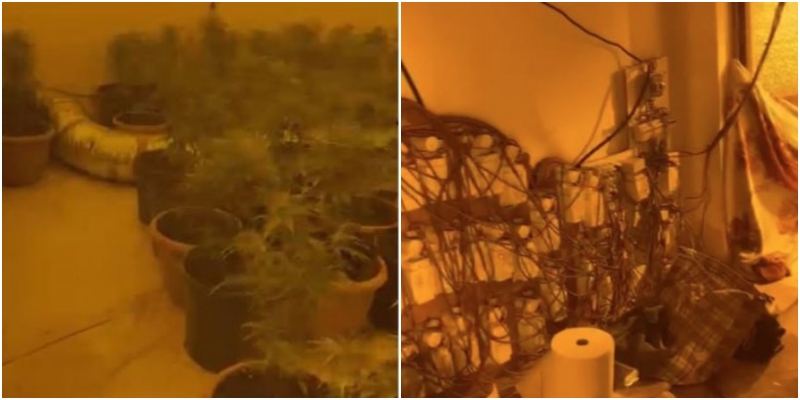 Zbulohet një shtëpi bari në Krujë, 100 rrënjë kanabisi rriteshin në vazo