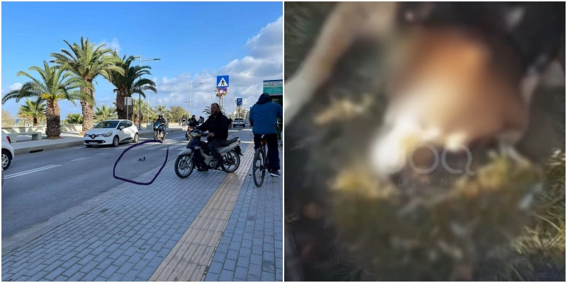 Shqipëria helmon kafshët, në Greqinë fqinje trafik i madh për të shpëtuar një pëllumb të plagosur