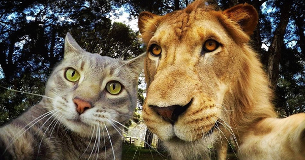 Macja bëhet virale duke bërë “selfie”