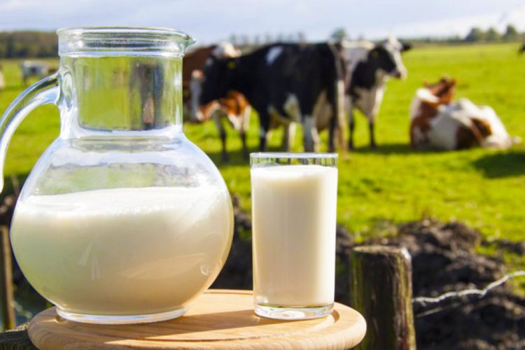 Shqipëria vendi më bujqësor i Europës, ka prodhimin më të ulët të qumështit për frymë