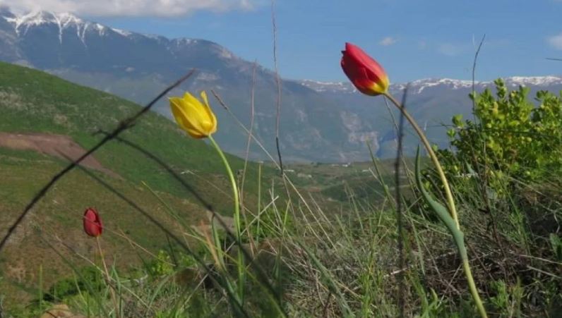 E besoni dot? Tulipani i kuq më i rrallë në botë gjendet në alpet shqiptare
