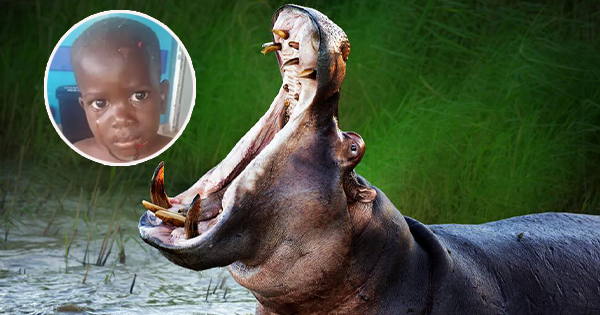 Hipopotami gëlltit 2-vjeçarin, më pas e pështyn nga goja