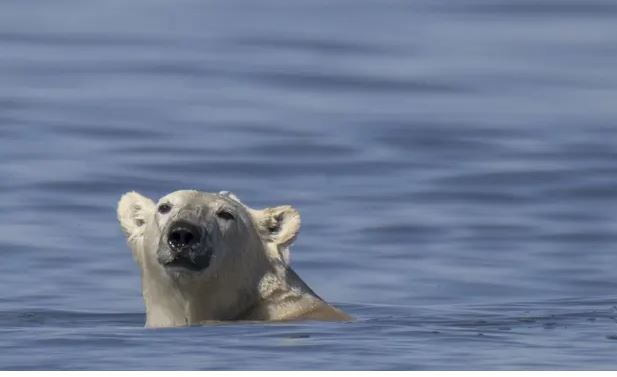 Kanada/ Arinjtë polarë zhduken nga ‘kryeqyteti i ariut polar të botës’