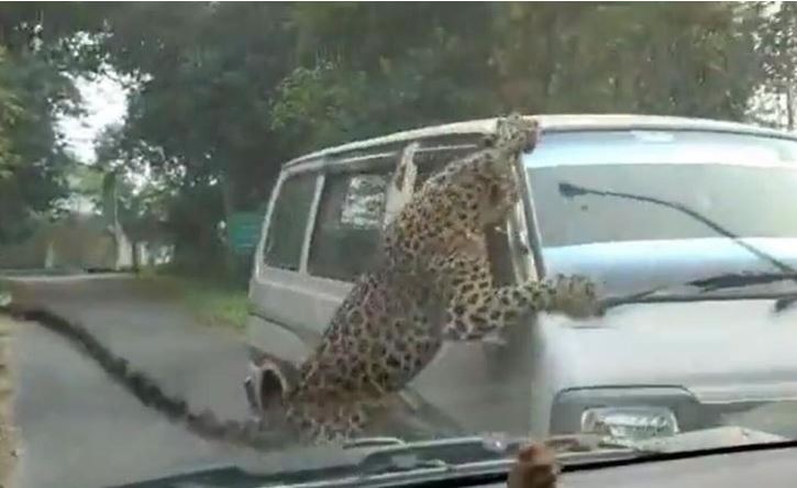 VIDEO/ Momenti kur leopardi i tërbuar sulmon makinën me turistë, kafshon disa persona