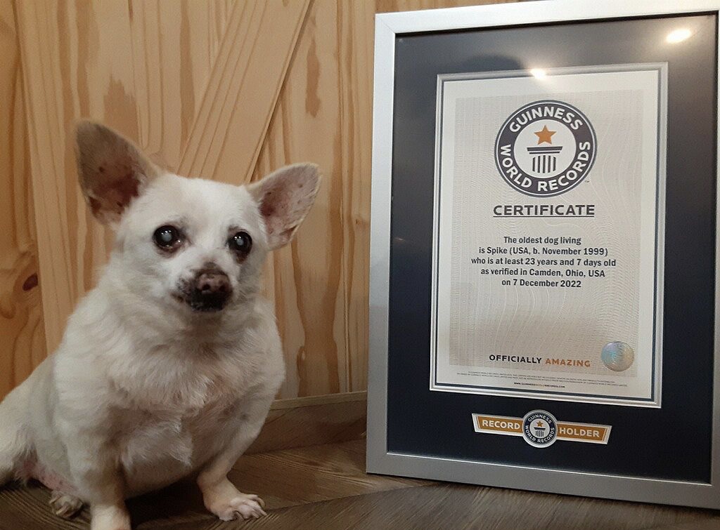 Qeni 23-vjeçar shpallet më i vjetri në botë nga Guinness