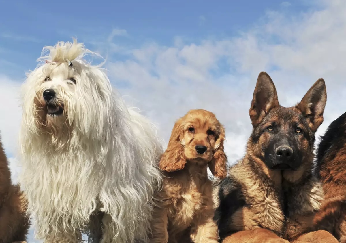Racat më të zgjuara të qenve në botë