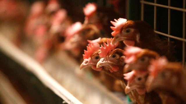 Çekia asgjëson 750.000 pula për shkak të gripit të shpendëve